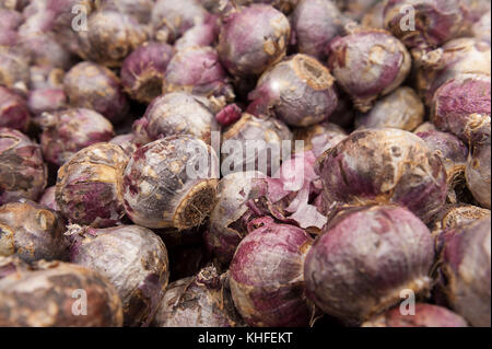 Molti Bulbi di giacinto con lampadina irritanti involucro che per alcune cause irritante chimico della dermatite da contatto pronto per piantare in autunno Foto Stock