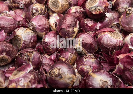 Molti Bulbi di giacinto con lampadina irritanti involucro che per alcune cause irritante chimico della dermatite da contatto pronto per piantare in autunno Foto Stock