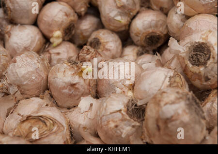 Molti Bulbi di giacinto con lampadina irritanti involucro che per alcune cause irritante chimico della dermatite da contatto pronto per piantare in autunno Foto Stock