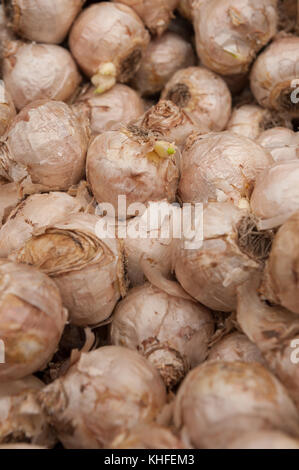 Molti Bulbi di giacinto con lampadina irritanti involucro che per alcune cause irritante chimico della dermatite da contatto pronto per piantare in autunno Foto Stock