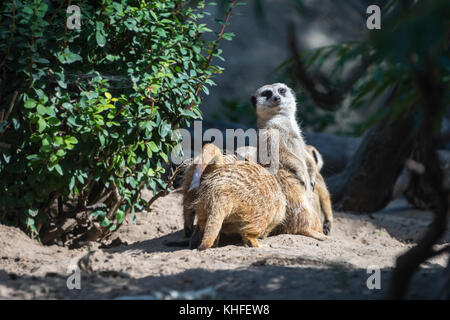 meerkat allo zoo di Toldeo in piedi di guardia Foto Stock