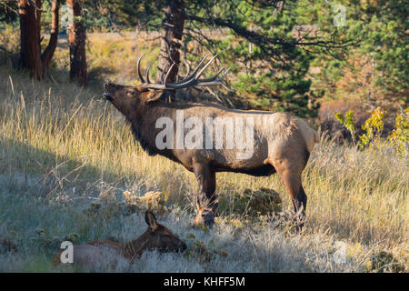 Maschio di bull elk in Estes Park Colorado USA natura bugling conservare e custodire il suo harem di elk vacche. Foto Stock