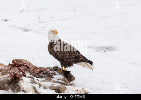 Aquila calva alimentazione su una carcassa di cervo in inverno la neve. uccello è stato fotografato nel selvaggio. Esso ha una espressione seria e di notevole dettaglio. Foto Stock