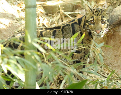 Un leopardo nuvola guardando indietro. Foto Stock