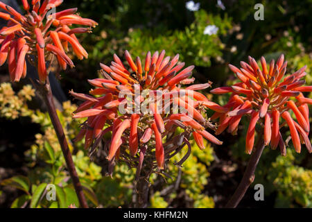 Spettacolare sorprendente tall arancio luminoso tubolare picchi di fiori di Aloe succulenta specie nel tardo inverno bloom sono decorative e di lunga durata. Foto Stock
