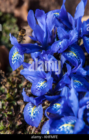 Iris histrioides ' Lady Beatrix Stanley ' Foto Stock