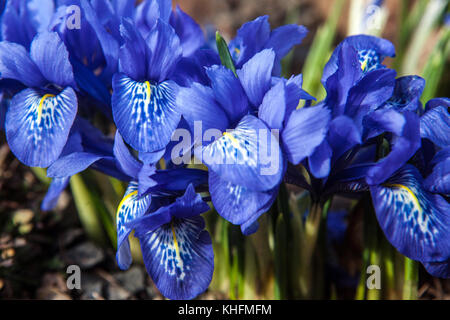 Blue Iris 'Lady Beatrix Stanley' primavera iris Foto Stock