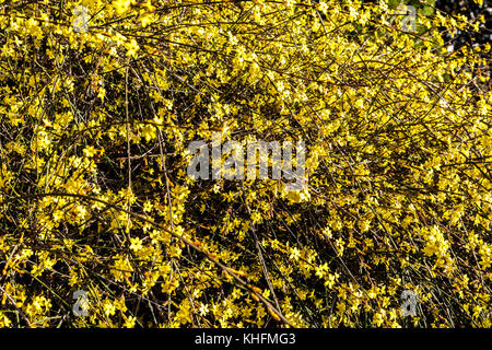 Gelsomino invernale, Jasminum nudiflorum, arbusto fiorito in tardo inverno Foto Stock