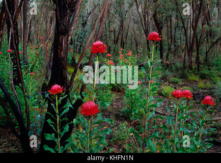 Nuovo Galles del Sud (waratah Telopea speciosissima), in fiore in habitat della foresta. Fiore dello Stato del Nuovo Galles del Sud. Altopiano Newnes, Nuovo Galles del Sud, Austra Foto Stock