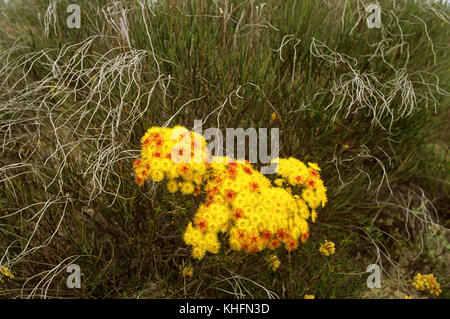 Scarlet featherflower (Verticordia grandis), Kalbarri National Park, Australia occidentale, Australia Foto Stock