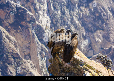 Tre Condor al Canyon del Colca seduta,Perù,America del Sud. Si tratta di un condor il più grande uccello in volo sulla terra Foto Stock