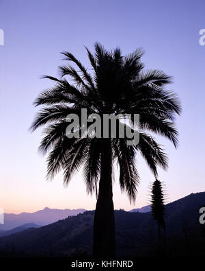 Il vino cileno palm (Jubaea chilensis), tall palm, fino a 25 metri, già sfruttato per SAP e i dadi. La Campana National Park, Regione V, Cile Foto Stock