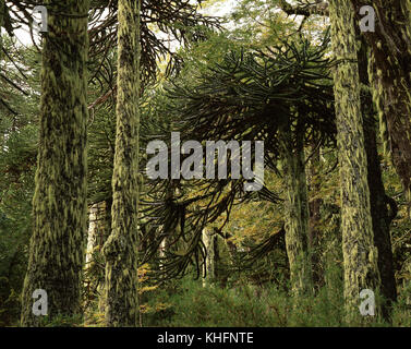 Foresta di Monkey puzzle alberi (Araucaria araucana). Conguillio National Park, Ande, Cile, sesta regione Foto Stock