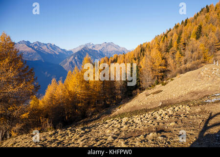 Foresta d'autunno nelle montagne del Mortirolo in Valtellina. Foto Stock