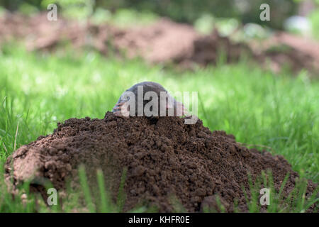 Mole su una pila di suolo in un'erba Foto Stock