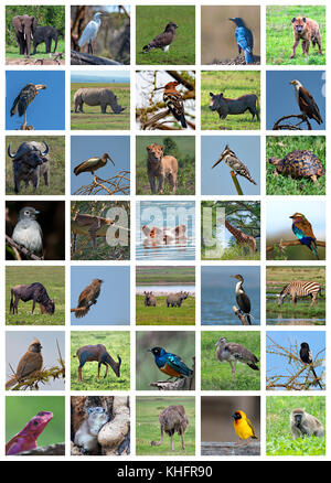 African Safari collage. varietà faunistica Foto Stock