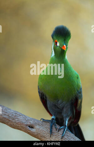 Hartlaub's's Turaco (tauraco hartlaubi) Foto Stock