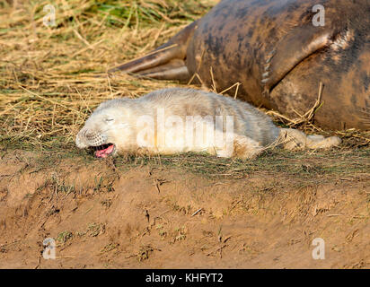 Guarnizione grigio pup (halicheorus grypus) Foto Stock