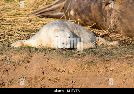 Guarnizione grigio pup (halichoerud grypus) Foto Stock