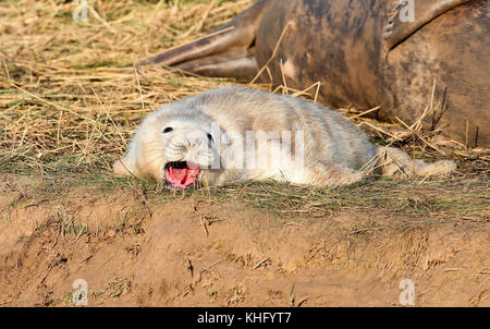 Guarnizione grigio pup (halicheorus grypus) Foto Stock