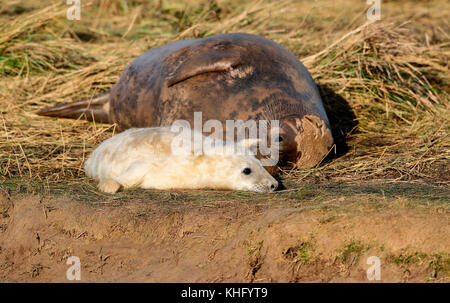 Guarnizione grigio e pup (Halichoerus grypus) Foto Stock