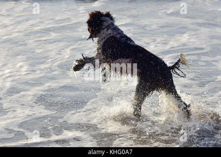Una springer spaniel cane jumping o saltando in mare in onde al mare soaking wet e divertirsi a caccia di una sfera nel surf. Foto Stock