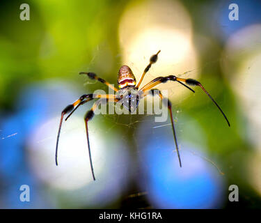 Una grande banana spider siede in cima è mortale opera d'arte in Everglades della Florida. Foto Stock