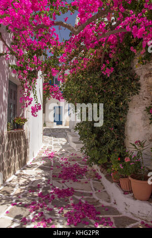 Piccolo sentiero nel villaggio rurale nel centro di Paros. Le bouganville viola fioriscono sopra la testa per offrire ombra al sentiero e un tappeto di petali viola Foto Stock