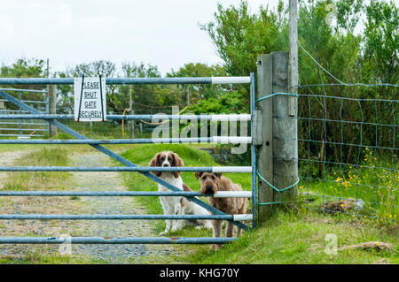 Due cani in attesa al cancello Foto Stock