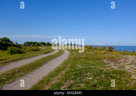 Mucche pascolano tranquillamente su una strada vuota nel sud della Svezia, agricoltura biologica Foto Stock