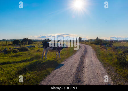 Mucche pascolano tranquillamente su una strada vuota nel sud della Svezia, agricoltura biologica Foto Stock