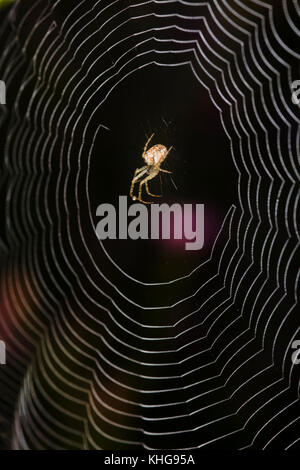 A lungo a ganasce orb web spider nel centro del suo web Foto Stock