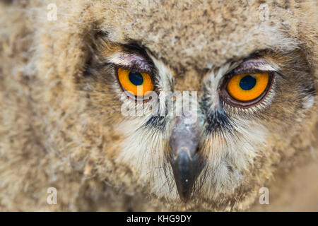 Giovane aquila eurasiatica (Bubo bubo) Foto Stock