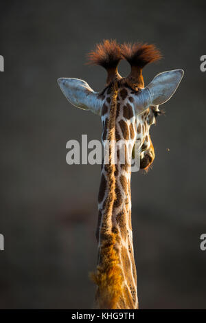 La rothschild giraffe (giraffa camelopardalis rothschildi)b Foto Stock