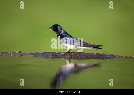 Swallow Hirundo rustica raccolta di materiale di nidificazione e riflessa in acqua ancora stagno Foto Stock