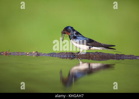 Swallow Hirundo rustica raccolta di materiale di nidificazione e riflessa in acqua ancora stagno Foto Stock