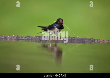 Swallow Hirundo rustica raccolta di materiale di nidificazione e riflessa in acqua ancora stagno Foto Stock