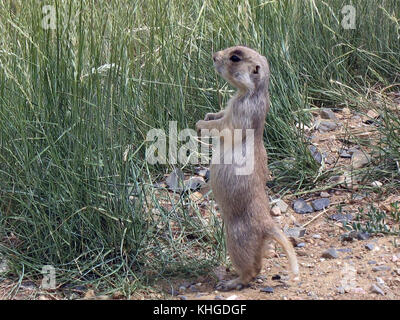 Un colpo di un white tailed cane della prateria cynomys leucurus in piedi sulle zampe posteriori Foto Stock