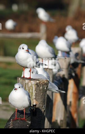 Bushy Park, SW LONDRA, REGNO UNITO. 17 novembre 2017. Un Gregge di gabbiani che poggiano su una recinzione in autunno il sole in Bushy Park, a sud-ovest di Londra. Foto Stock