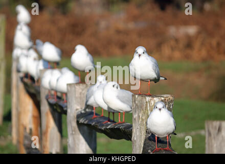 Bushy Park, SW LONDRA, REGNO UNITO. 17 novembre 2017. Un Gregge di gabbiani che poggiano su una recinzione in autunno il sole in Bushy Park, a sud-ovest di Londra. Foto Stock