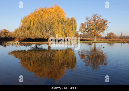 Bushy Park, SW LONDRA, REGNO UNITO. 17 novembre 2017. Autunno dorato colori di un salice piangente e una quercia riflessa nell'Heron pond in Bushy Park, a sud-ovest di Londra. Foto Stock