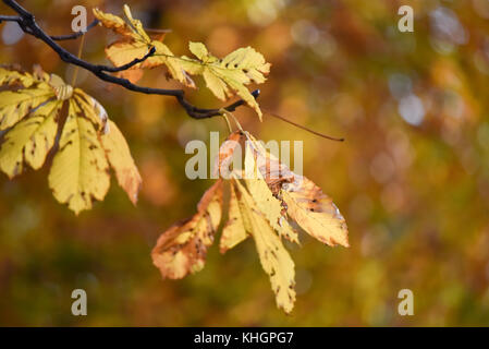 St James's Park, Londra, Regno Unito. 17 novembre 2017. Colori autunnali nel St James's Park di Londra. Crediti: Matthew Chattle/Alamy Live News Foto Stock