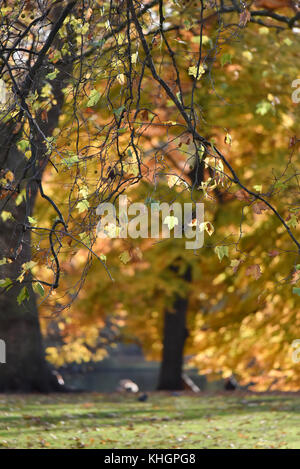 St James's Park, Londra, Regno Unito. 17 novembre 2017. Colori autunnali nel St James's Park di Londra. Crediti: Matthew Chattle/Alamy Live News Foto Stock