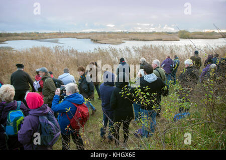 Birdwatching, o birdwatching, birders, binocoli di osservazione della fauna selvatica, oscilloscopi, ottiche, treppiedi a Burscough, Lancashire, Regno Unito Meteo 18 novembre, 2017. Spettacolari stormi di Starling mumurano sulla riserva naturale Martin Mere al tramonto, come si stima cinquantamila stelle si riuniscono all'inizio di un inverno freddo, e le prime notti innesca questo raduno autunnale e raggruppamenti. Il mormorio o la vibrazione, l'interazione tra i numeri enormi mentre volano, è abbastanza intensa ed è pensato per formare parte di una comunicazione di genere. Questi greggi enormi sono il più grande visto negli ultimi 12 anni e sono un Foto Stock