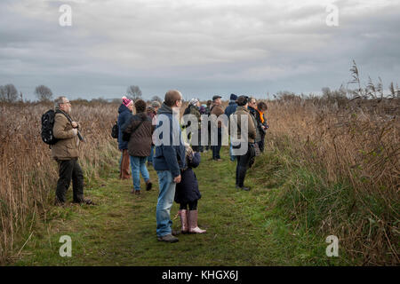 Birdwatching, o birdwatching, birders, binocoli di osservazione della fauna selvatica, oscilloscopi, ottiche, treppiedi a Burscough, Lancashire, Regno Unito Meteo 18 novembre, 2017. Spettacolari stormi di Starling mumurano sulla riserva naturale Martin Mere al tramonto, come si stima cinquantamila stelle si riuniscono all'inizio di un inverno freddo, e le prime notti innesca questo raduno autunnale e raggruppamenti. Il mormorio o la vibrazione, l'interazione tra i numeri enormi mentre volano, è abbastanza intensa ed è pensato per formare parte di una comunicazione di genere. Questi greggi enormi sono il più grande visto negli ultimi 12 anni e sono a. Foto Stock