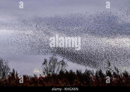 Burscough, Lancashire, Regno Unito meteo 18 Novembre, 2017. Spettacolare branchi di Starling mumurate su Martin mera riserva al tramonto come una stima di cinquanta mila storni si riuniranno presso l insorgenza di un inverno freddo e early nights attiva questo autunno raccolta e raggruppamenti. Il mormorio o vibrazione, l'interazione tra i numeri enormi come si vola, è piuttosto intensa ed è pensato per formare parte di una comunicazione di sorta. Queste enormi greggi sono il più grande visto negli ultimi dodici anni e attirano un gran numero dei birdwatcher per la zona. Il credito. MediaWorldImages/AlamyLiveNews Foto Stock