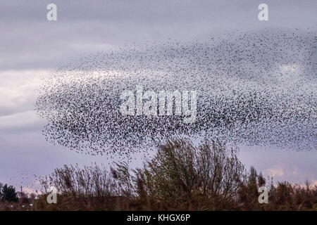 Burscough, Lancashire, Regno Unito meteo 18 Novembre, 2017. Spettacolare branchi di Starling mumurate su Martin mera riserva al tramonto come una stima di cinquanta mila storni si riuniranno presso l insorgenza di un inverno freddo e early nights attiva questo autunno raccolta e raggruppamenti. Il mormorio o vibrazione, l'interazione tra i numeri enormi come si vola, è piuttosto intensa ed è pensato per formare parte di una comunicazione di sorta. Queste enormi greggi sono il più grande visto negli ultimi dodici anni e attirano un gran numero dei birdwatcher per la zona. Il credito. MediaWorldImages/AlamyLiveNews Foto Stock