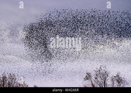 Burscough, Lancashire, Regno Unito meteo 18 Novembre, 2017. Spettacolare branchi di Starling mumurate su Martin mera riserva al tramonto come una stima di cinquanta mila storni si riuniranno presso l insorgenza di un inverno freddo e early nights attiva questo autunno raccolta e raggruppamenti. Il mormorio o vibrazione, l'interazione tra i numeri enormi come si vola, è piuttosto intensa ed è pensato per formare parte di una comunicazione di sorta. Queste enormi greggi sono il più grande visto negli ultimi dodici anni e attirano un gran numero dei birdwatcher per la zona. Il credito. MediaWorldImages/AlamyLiveNews Foto Stock