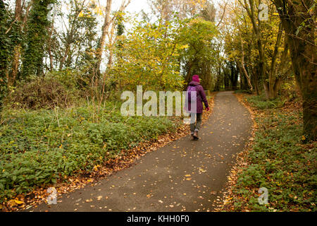 Campagna autunno camminare in Wigan Greater Manchester, Lancashire, Regno Unito meteo 19 novembre 2017. Bene, asciutto e freddo per iniziare la giornata per gli amanti del birdwatching e gli escursionisti in zone boschive di Martin mera zona umida riserva naturale. Il credito. MediaWorldImages/AlamyLiveNews. Foto Stock