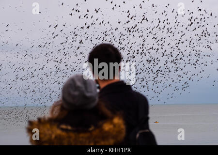 Aberystwyth Wales UK, domenica 19 novembre 2017 uk meteo: al grigio e nuvoloso novembre serata in Aberystwyth, birdwatcher di tutte le età si riuniscono per guardare in soggezione come migliaia di storni in picchiata in fantastiche 'murmurations' nel cielo sopra la città, prima di scendere a stabilirsi in masse chattering sulle gambe di della città in epoca vittoriana il molo sul mare. Gli uccelli poi huddle insieme per il calore e la sicurezza sulle travi e travi sotto i pavimenti del molo. Credito: keith morris/alamy live news Foto Stock